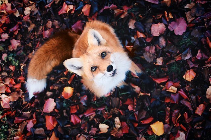 Ginger Fox Day