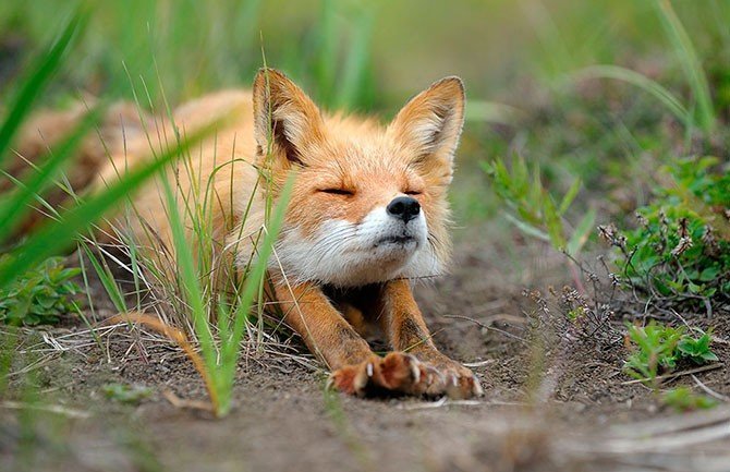 Ginger Fox Day