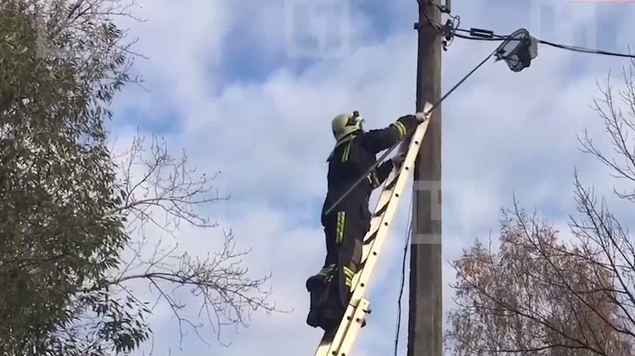 Петербургский спасатель вызволил голубя, запутавшегося в проводах