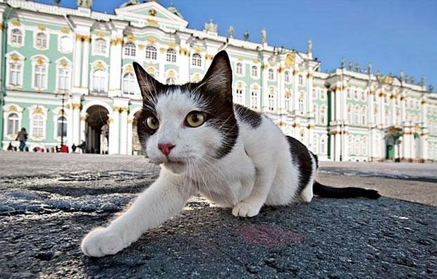 «Все оттенки кошачьего»