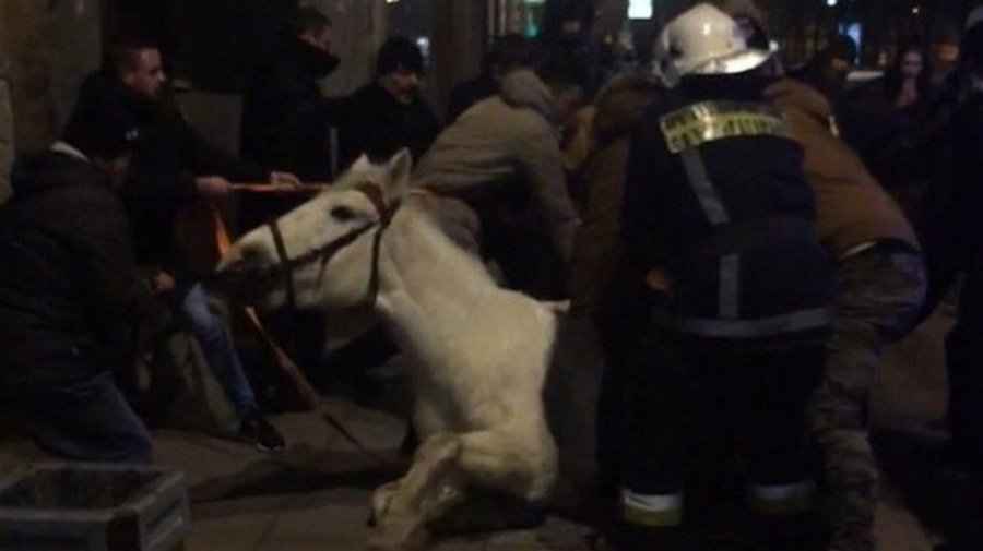 Петербуржцы спасли белую лошадь, провалившуюся в люк