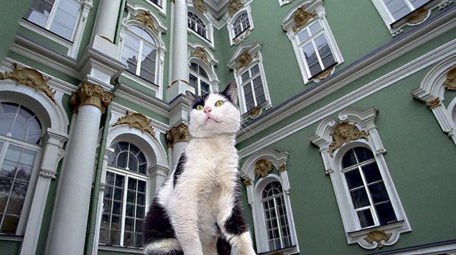 В День Эрмитажа музейным котам устроят праздничный ужин