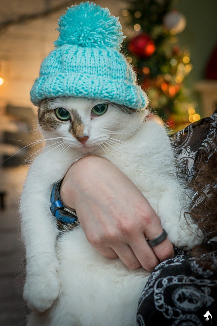 Идеи для фото кота