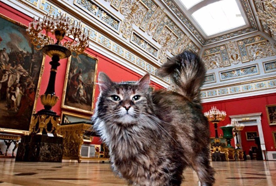 13 эрмитажных котов будут жить в новой «Республике кошек» 