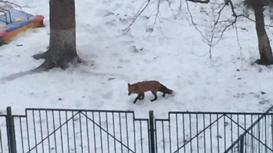 Лиса гуляла по детской площадке в Мурино
