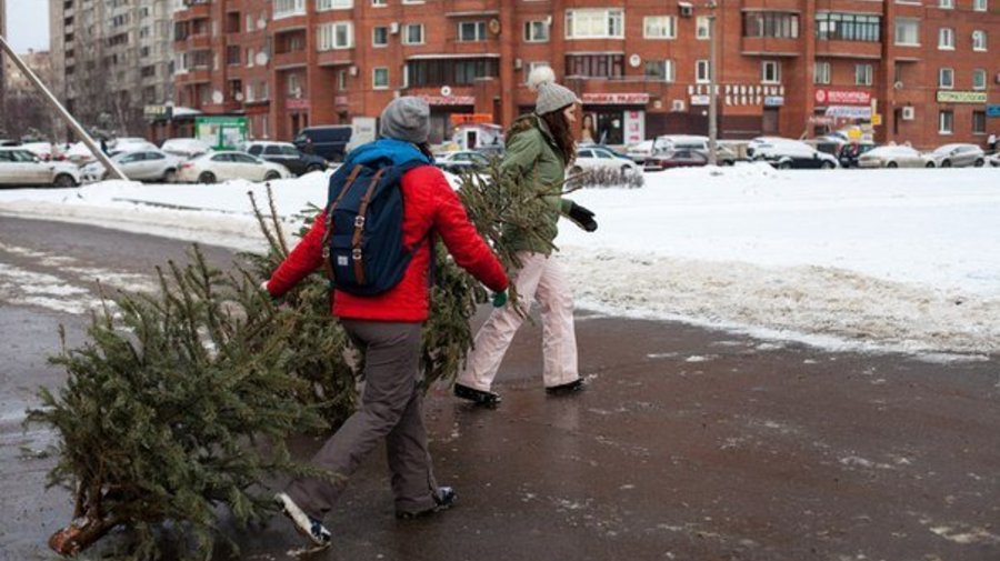 Акцию по сбору и утилизации новогодних елей устроят в городе