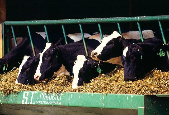7 ферм Ленобласти, где можно купить натуральные продукты