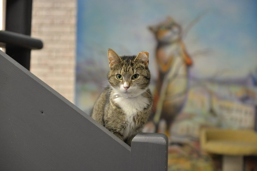 «Республика котов»