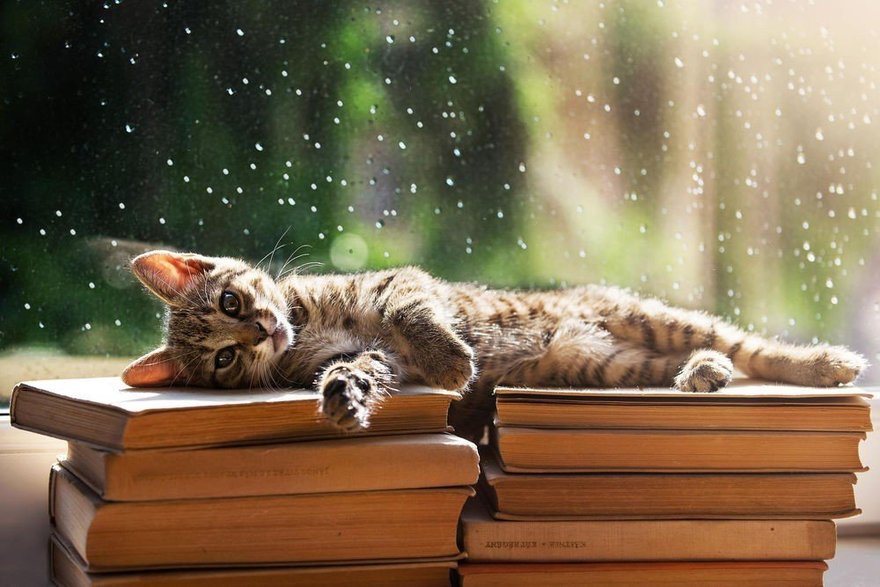 Дружеская книжная барахолка