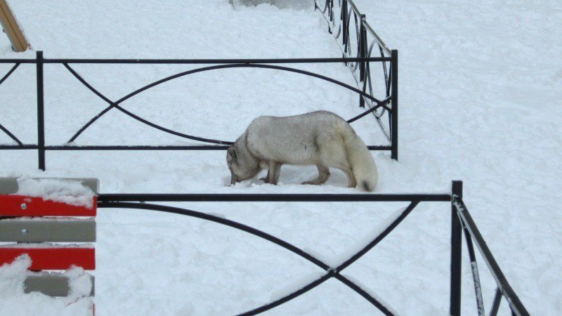 Полного песца спасли в Мурино