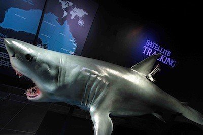 Выставка «Мир акул. Глубокое погружение»