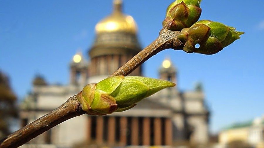 К 8 марта в Петербурге потеплеет