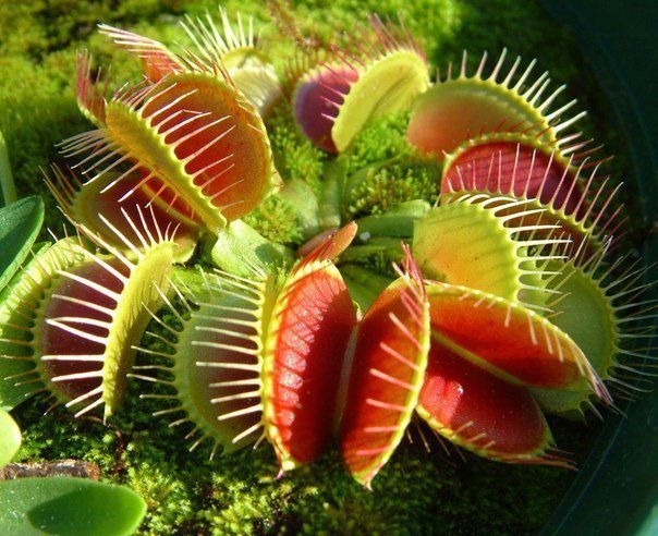 Exotica Магазин Хищных Растений Exotica Магазин Хищных Растений