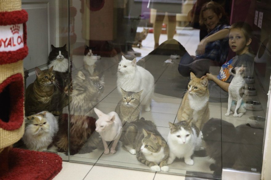 «Республика котов» на Литейном в дни траура будет работать бесплатно 