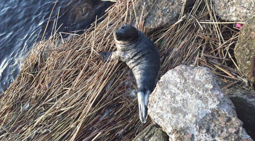 Петербурженка спасла истощённого месячного тюленёнка 