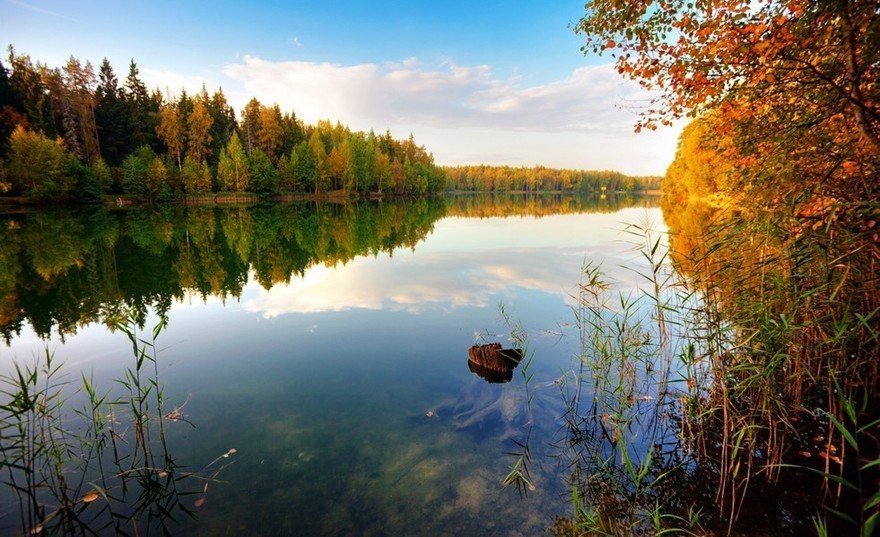 «Вепсский лес»