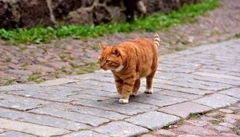 Удивительные животные Выборгского замка