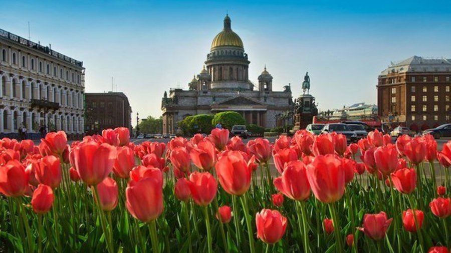 Сотни тысяч тюльпанов в Петербурге зацветут в мае
