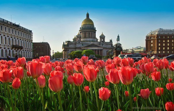 Сотни тысяч тюльпанов в Петербурге зацветут в мае