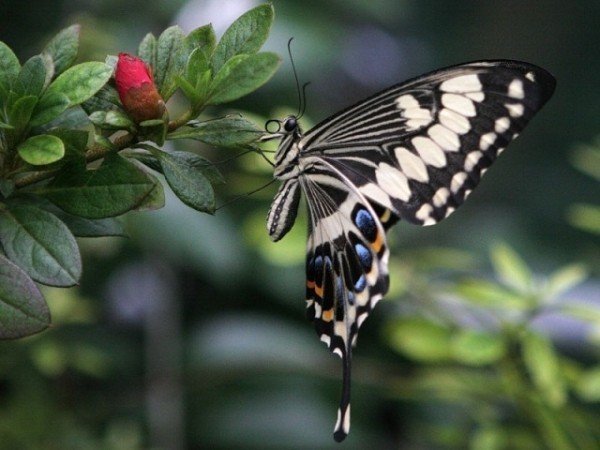 Сад живых бабочек «Миндо»
