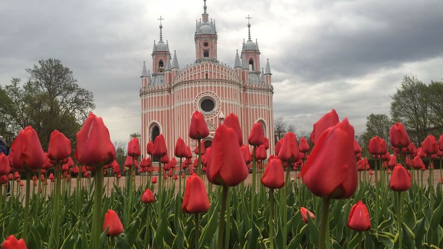Сезон цветения тюльпанов начался в Петербурге ко Дню города
