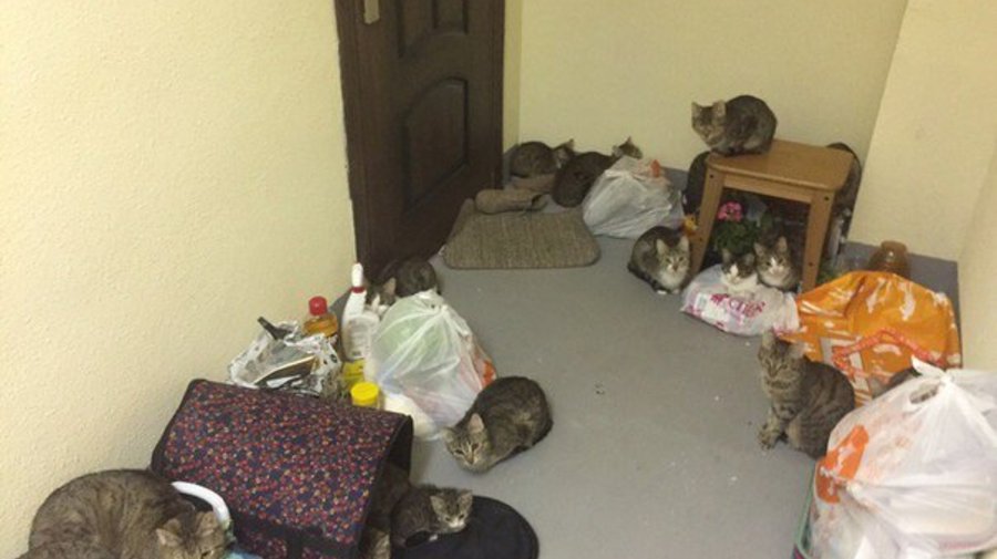 24 кота захватили парадную дома в Приморском районе