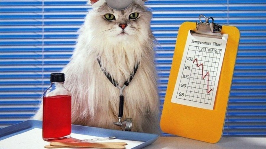 Восьмиэтажный ветеринарный центр построят на Лиговском