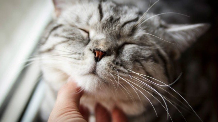 Появился сайт с непрерывным мурчанием кота