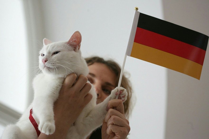 Кот на немецком