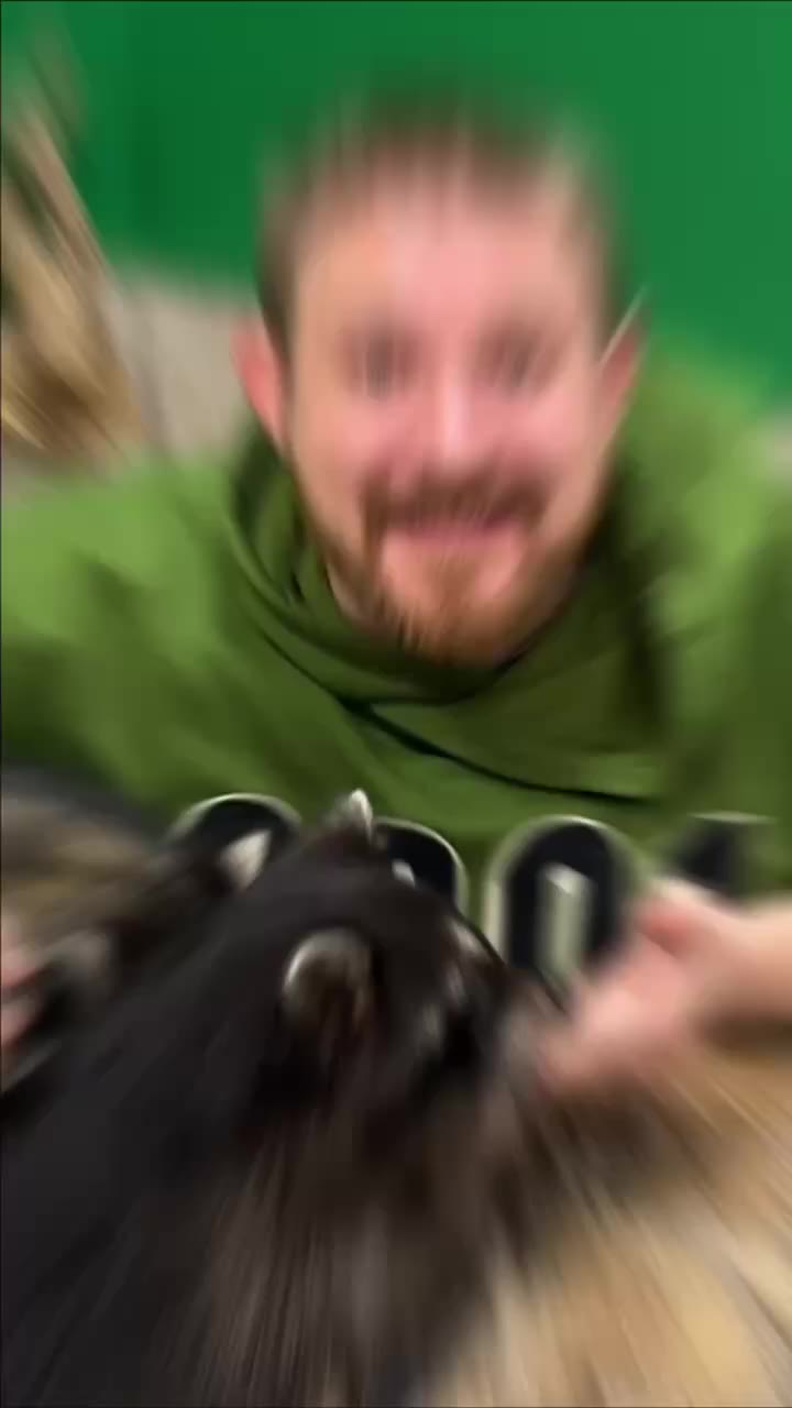 🦝Где подружится с енотами в Петербурге